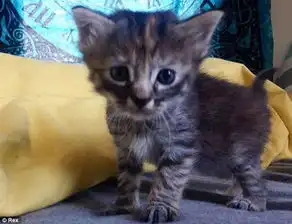 英国一忧伤小猫走红