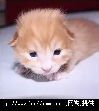 超萌的喵星人小猫qq头像大全