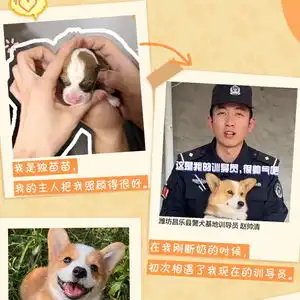 新闻多一度丨柯基警犬福仔亮相它的转正之路将经历什么