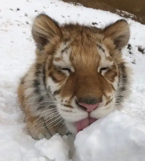 网友分享了一组虎宝宝玩雪图,没见过雪的小奶虎,张口就咬起来