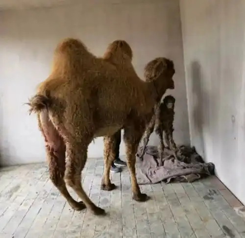 滕州野生动物园大批动物入园,骆驼来到都生俩啦