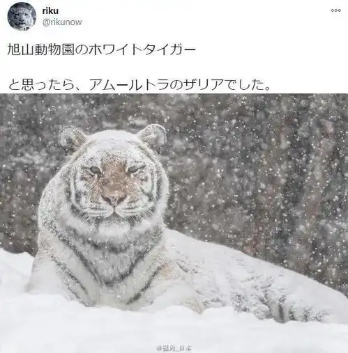 今日趣闻北海道连老虎也积雪了自动对焦的猫大哥等