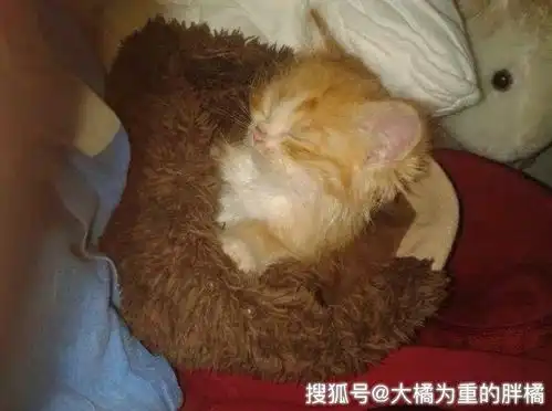 森林里偶遇小橘猫,大胆向女孩要食物,它的回答令女孩很高兴