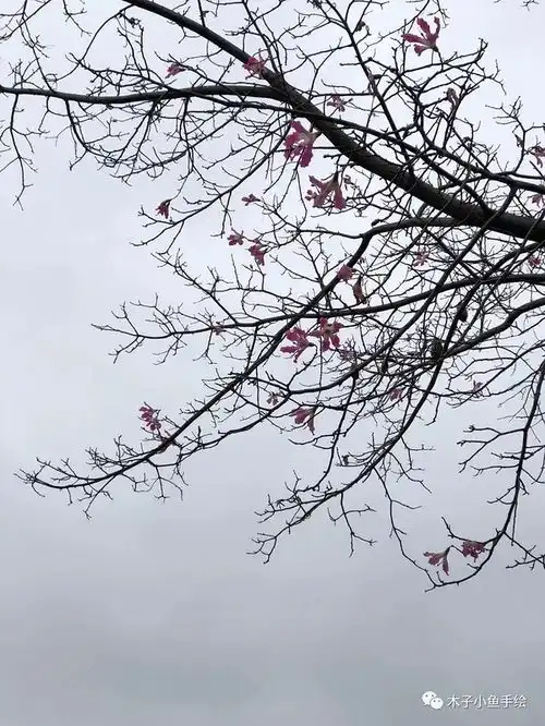 江南的雪和南方的花
