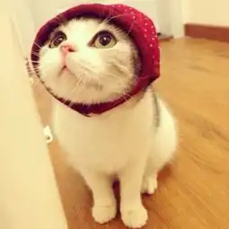 萌萌哒
