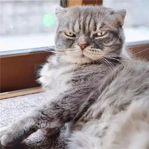 晚晚是什么品种的猫晚晚猫咪是什么品种