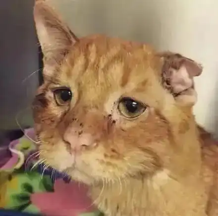 一只猫咪的天堂与地狱,就在人类一念之间