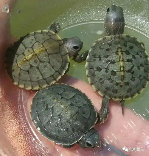 异军崛起细说变异巴西龟