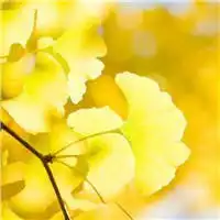 植物头像