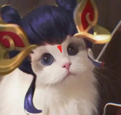 王者小猫头像第二弹,瑶瑶我抱走了,剩下的你们分