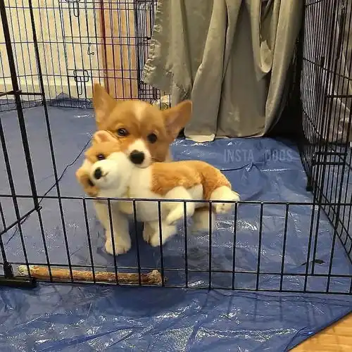 养狗之后,一定要给它买好多好多玩具