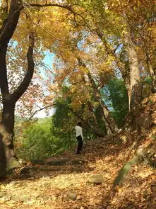 在临海的茶疗古道看金色的枫叶20181130
