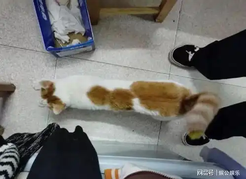 网友家的猫走丢,悲痛之际竟发现猫咪在外花天酒地