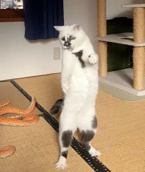 当有人说猫猫就没有不可爱的时候,请看
