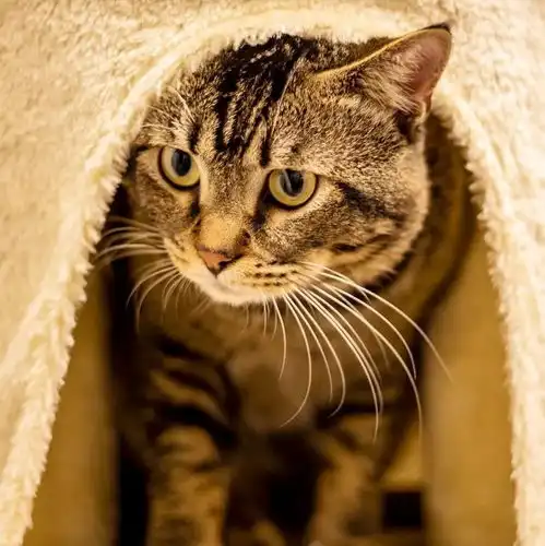 宠物头像大全超可爱猫咪狗狗头像