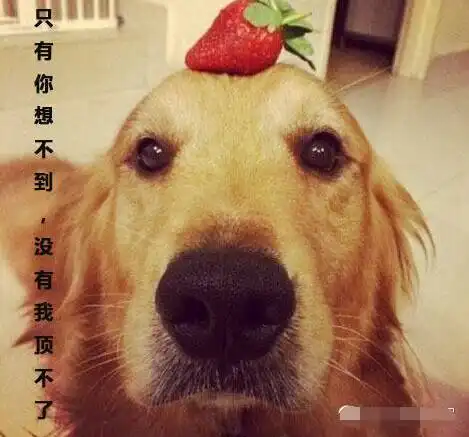 我们喜欢的金毛,除了是个大暖男,它还是...