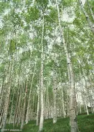 测试一个超长简介的文章
