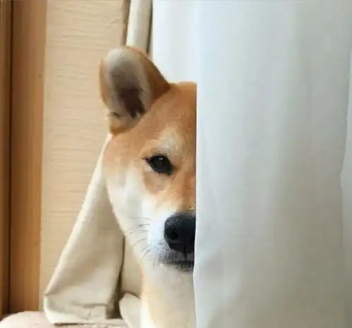 大年初三,请收下萌狗狗们给你的拜年大礼