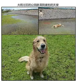 带汪星人去公园玩儿时的一些趣事poweredphpwind