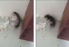 仓鼠装死视频走红被指影帝组图