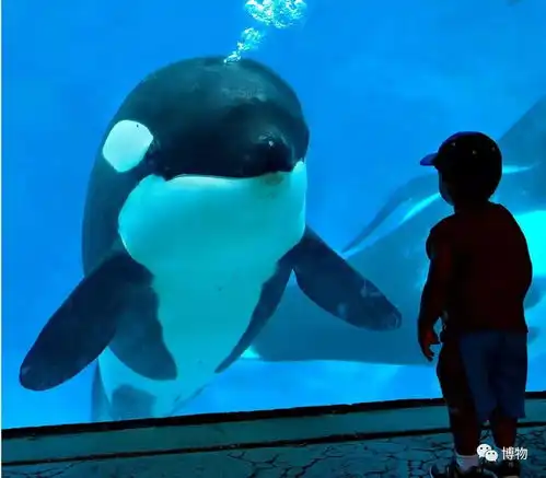 虎鲸居然是个妈宝白长那么大个儿了