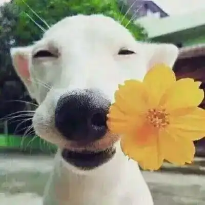 狗狗情侣头像一左一右二哈情侣头像蠢萌一对