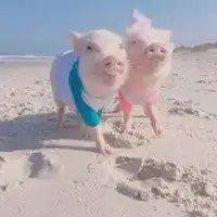 情侣头像一人一张可爱微信头像图片大全