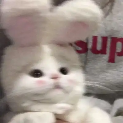 林七愿可可爱爱的头像宠物
