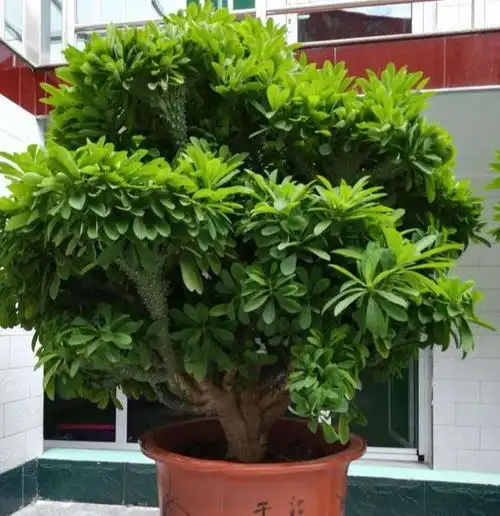 阳台养花要讲究,3种再丑也要养一盆,镇宅又旺运