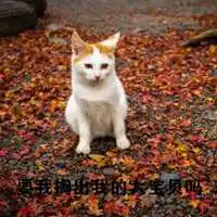 掏出大宝贝猫表情包微信头像图片大全