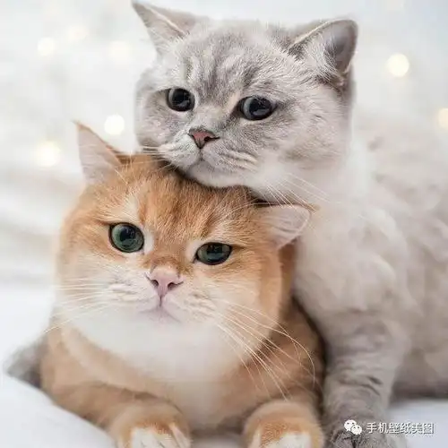 宠物头像大全萌,猫咪头像,狗狗头像高清