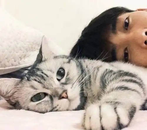 为什么抱猫的时候,它会很挣扎原因有几个