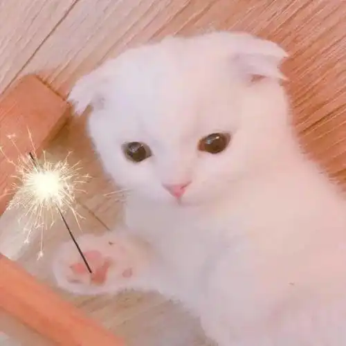 微信头像百里挑一