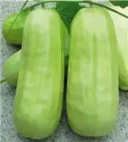 和西瓜长得一模一样的是什么瓜有图片吗