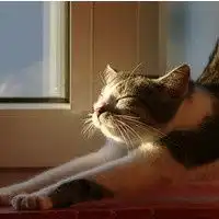 猫咪头像图片可爱小猫咪图片动作姿态好逗哦