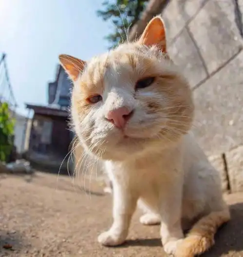 喵星人拍照镜头感太足,猫盛不下本喵的盛世美颜,网友头好方