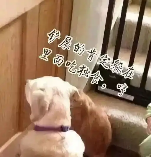 心情低落的铲屎官,把自己关在房间想静一静,谁知门口却