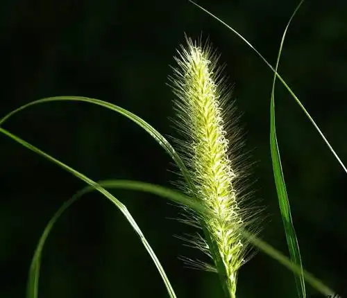 狗尾巴草,一种向上的清新美