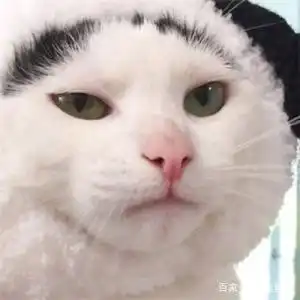 猫咪丢失了怎么办高效找猫法帮你寻回爱宠