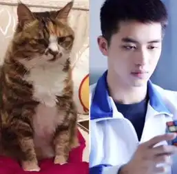 许魏洲完美复制喵星人各种表情,网友太像了,简直猫系男神本尊