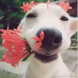 谁有这两组情侣头像的原图无水印的原图
