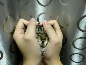 女孩赞叹猫咪脾气好随便揉,网友听了心痛我家大早上抽我巴掌