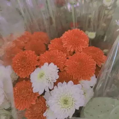 唯美花束背景图愿世间所有的美风景静物头像我要个性网