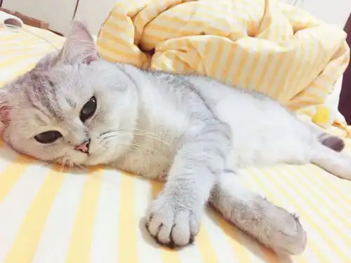单身的人,更适合养猫