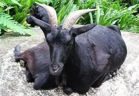 在海南,我收到了最地道的七夕情人节礼物