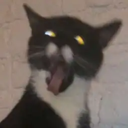 重口味头像