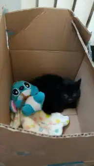 我今天在外面捡了一只小黑猫,一两个月左右,大概是因为它妈妈死在它面前了,换个环境特别凶,该怎么养