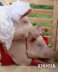 动物们的情人节