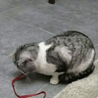 猫猫啊啊啊啊猫咪情侣头像