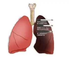 戒烟后身体会发生3个阶段的神奇变化,肺部还能恢复健康吗